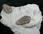 Double Flexicalymene Trilobite Specimen #8334-1